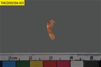 藏品(寄居蟹)的圖片